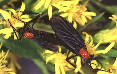 Lovebug Plecia Nearctica Hardy