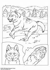 Wolf Coloring Ausmalbilder Malvorlage Pages Large sketch template