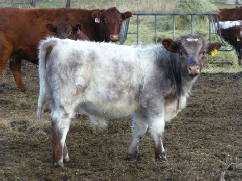 Lost Prairie Farm Llc Bulls For Sale Registered