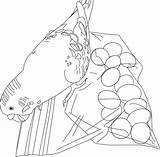 Coloring Pages Parakeet Clarabelle sketch template