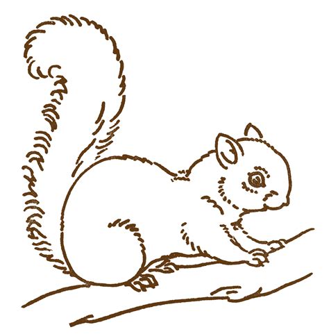 art images squirrel drawings  graphics fairy