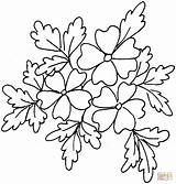 Oak Pages Tree Live Coloring Trees Drawing Leaf Template Getdrawings sketch template