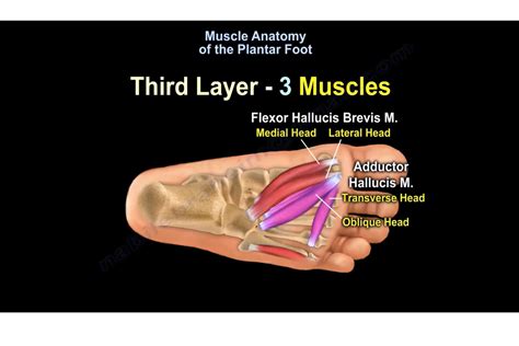 anatomy  musckes sndctendons muscles   foot dorsal plantar