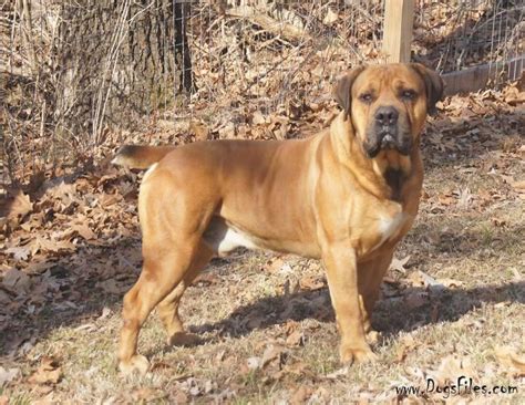 bosvlei kasper die spook pedigree database boerboel