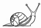 Snail Drawing Drawings Clipart Snails Shell Coloring Line Pages Realistic Simple Clip Sea Template Cliparts Colour Shells Land Az Illustration sketch template