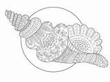 Coloriage Coquillage Livre Seashell Vecteur Mandala Nautilus Engraving sketch template