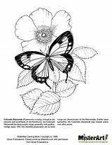 Coloring Butterflies Book Butterfly Misterart Dover Books Print Color sketch template