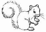 Squirrel Outline Clipart Acorn Embroiderydesigns sketch template