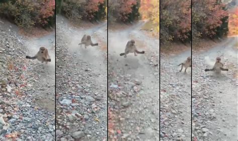 watch as this cougar chases a hiker for 5 minutes