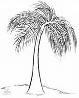 Palm Tree Drawing Draw Sabal Sketch Coloring Pages Trees Template Drawings Beach sketch template