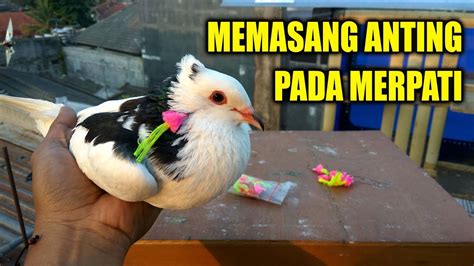 memasang anting  merpati paulpupur youtube