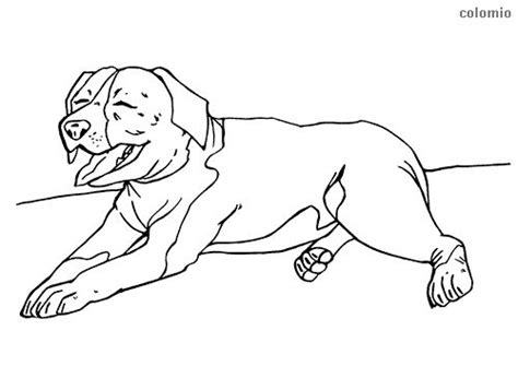 staffordshire bull terrier coloring page dog coloring page animal