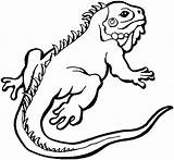 Outline Clipart Lizard Iguana Cliparts Library sketch template