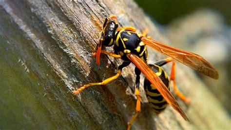 deadly stings  bees wasps hornets increase    years cdc finds abc los angeles