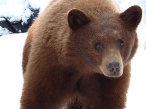 thoughts   big brown bear bearsbrownbig
