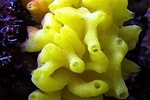 Image result for "rissoa Porifera". Size: 150 x 100. Source: excretionbyal.weebly.com