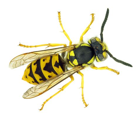 essential guide  wasps ehrlich pest control blog