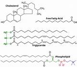 Lipids Glycerol Fats Biology Libretexts Fatty Ether Triglycerides sketch template