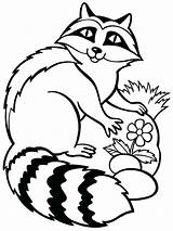 Raccoon Coloring4free Racoon Clipartmag sketch template