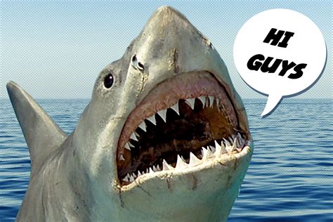 jaws  defense   shark decider