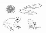 Rana Ciclo Bullfrog Colouring Dibujosonline Categorias Designlooter sketch template