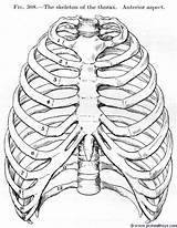 Cage Rib Thorax Skeleton Thoracic Ribs Torácica Skull Structures sketch template