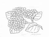 Hydrangea Coloring Flower Getdrawings Pages Drawing sketch template