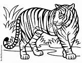Mewarnai Harimau Bengal Coloringhome Mammals Wild Hewan Pemandangan sketch template