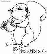 Squirrel Colorings Coloringway sketch template