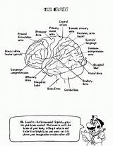 Nervous Anatomie Ausmalbilder Biologie Doctor Coloringhome Workbook Physiology sketch template