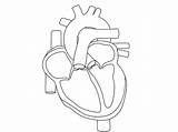 Anatomical Physiology Humano Unlabeled Organ Corazón Organs Circulatorio Neu Aparato Worksheetfun Uteer Artículo sketch template