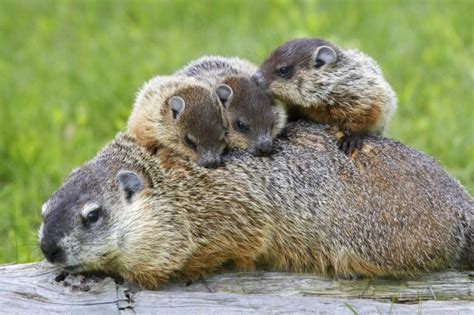 identifying groundhogs groundhog pictures doctor pest
