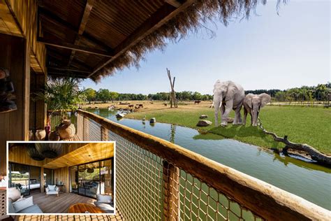 uk safari lodges     elephants   room  open  bookings