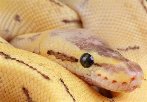 python framework expands aws serverless offerings awsinsider