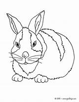 Conejo Conejos Kaninchen Bunny Arlequin Animales Hellokids Orejas Ausdrucken Lapin Carotte Dibujo Línea sketch template