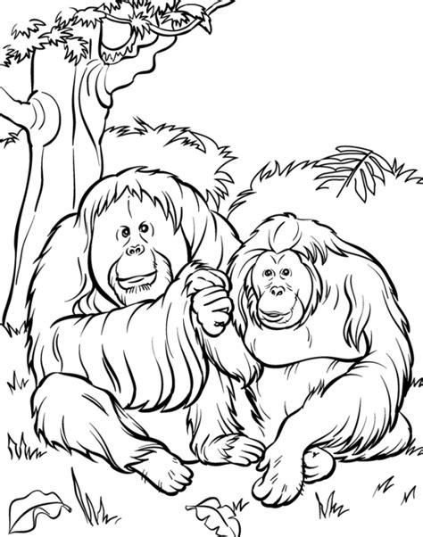 utans zoo animal coloring pages animal coloring pages animals