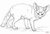 Fennec Fox Coloring Pages Drawing Printable Realistic Eared Bat Drawings 1186 87kb sketch template
