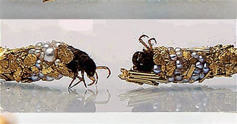 Caddisfly Larvae Jewelry Album On Imgur