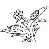 Coloring Pages Ladybugs Ladybug Two Leaves Color Cute Little Different Girl Momjunction Will sketch template