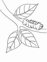 Caterpillar Coloring Pages Printable Color Insects Kids Template Colouring Caterpillars Clipart Duck Hunting Book Sheets Hungry Very Print Branch Butterfly sketch template