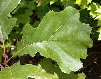 black oak quercus velutina