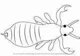 Drawing Draw Louse Step Insects Tutorials Learn Getdrawings sketch template