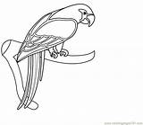 Parrot Coloring Pages Popular Printable sketch template