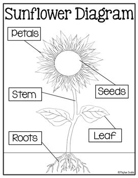 sunflower diagram freebie  meghan snable teachers pay teachers