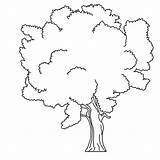 Coloring Arbre Baum Malvorlagen Bare Fensterbilder Coloringhome sketch template