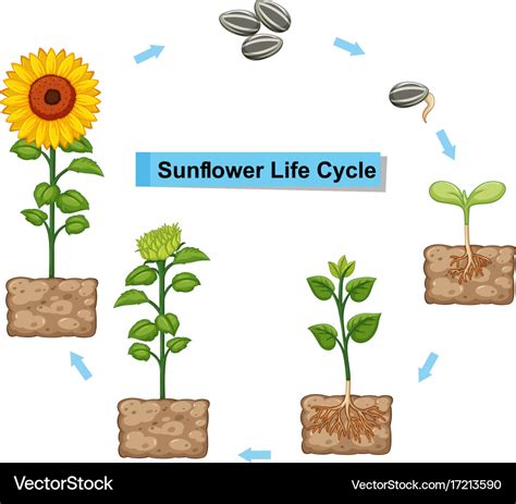 diagram showing life cycle  sunflower royalty  vector