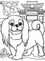 Pekingese Chin sketch template