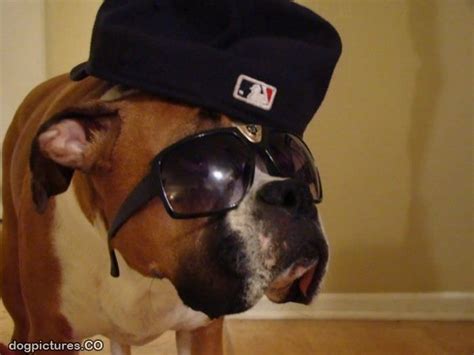 cool dog pictures