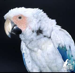 albino scarlet macaw macaw birds pet birds