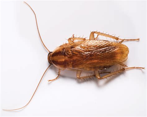 German Cockroach Pest Control Library Palmetto Exterminators